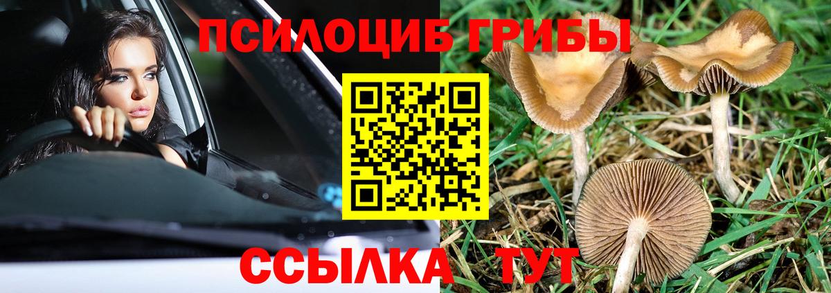 Псилоцибиновые грибы Psilocybe  Псилоцибиновые грибы GOLDEN TEACHER  Тара  Вход с VPN 